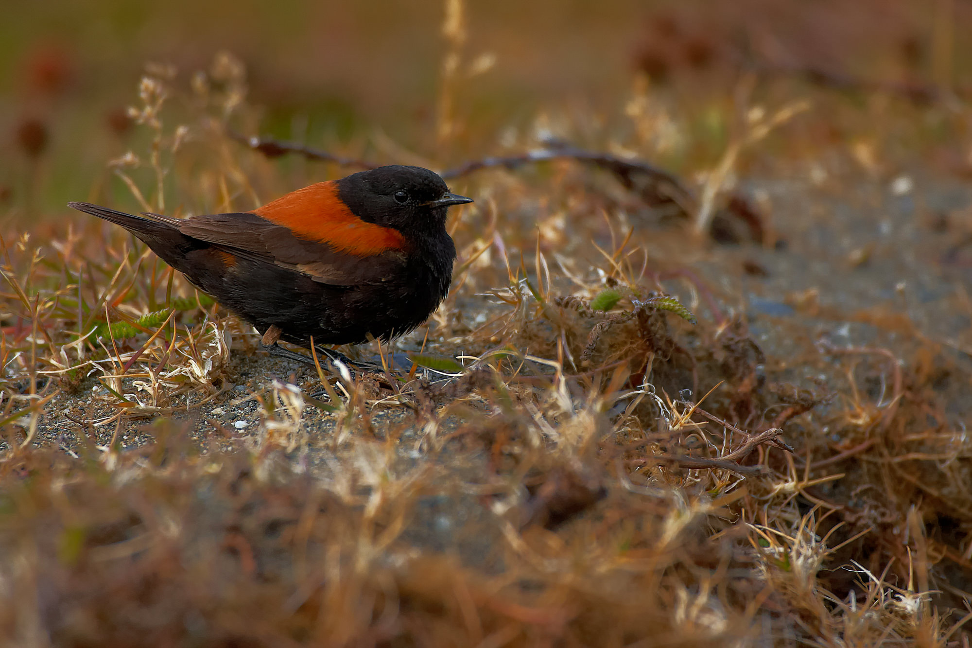 tyrant flycatchers (phoebes, kiskadees, Patagonia)